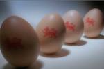 Lion Eggs - Queuing